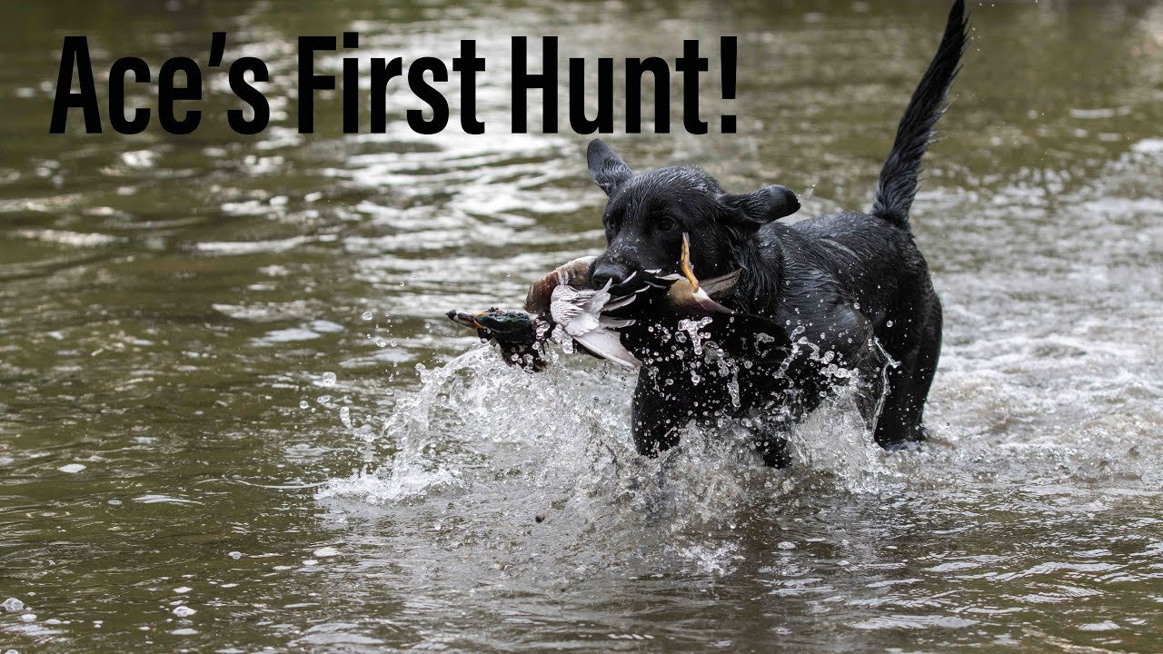 My Dog's First Hunt (Wood Duck Limit) || Iowa Waterfowl Hunting 2022