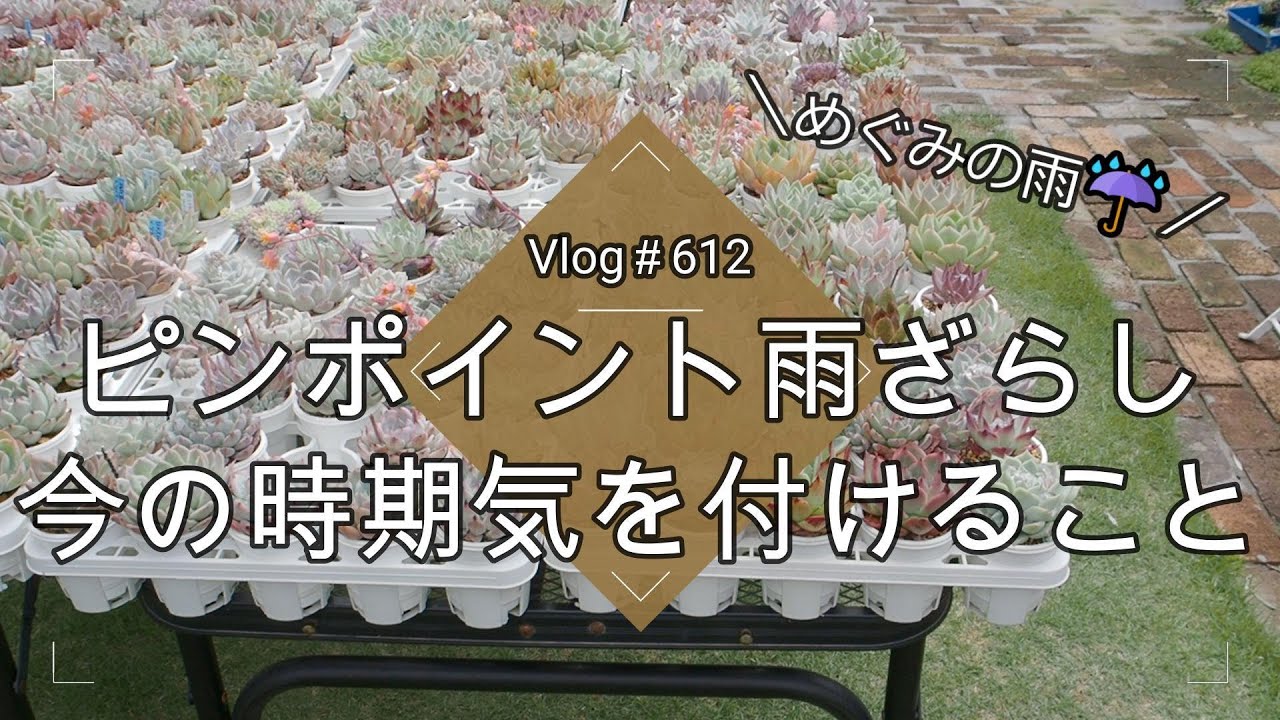 【Vlog612】【多肉植物】めぐみの雨☔ピンポイント雨ざらし！今の時期気を付けること【多肉の育て方】
