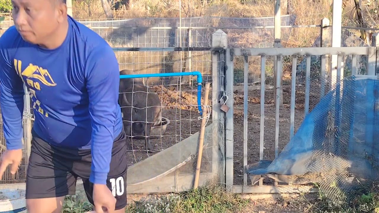 เลี้ยง​หมูป่า​ให้​อ้วน​น่ารักต้องแบบนี้