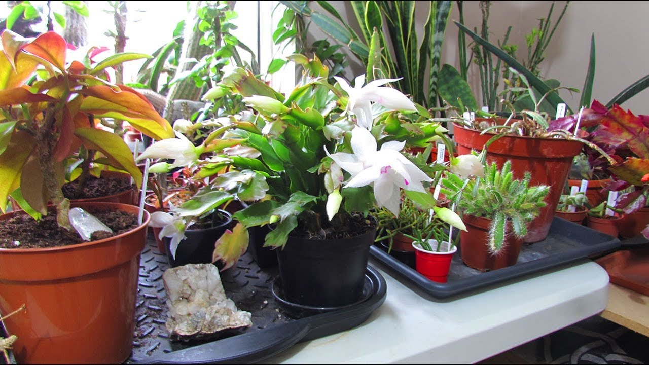 My Christmas & Thanksgiving cacti Collection UPDATE November 2019 - Schlumbergera