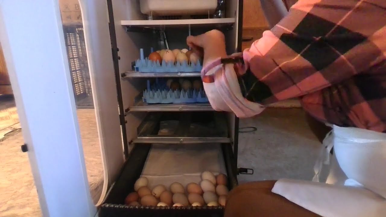 Chicken Eggs on Lock Down. Hatching Baby Chicks! Incubator  