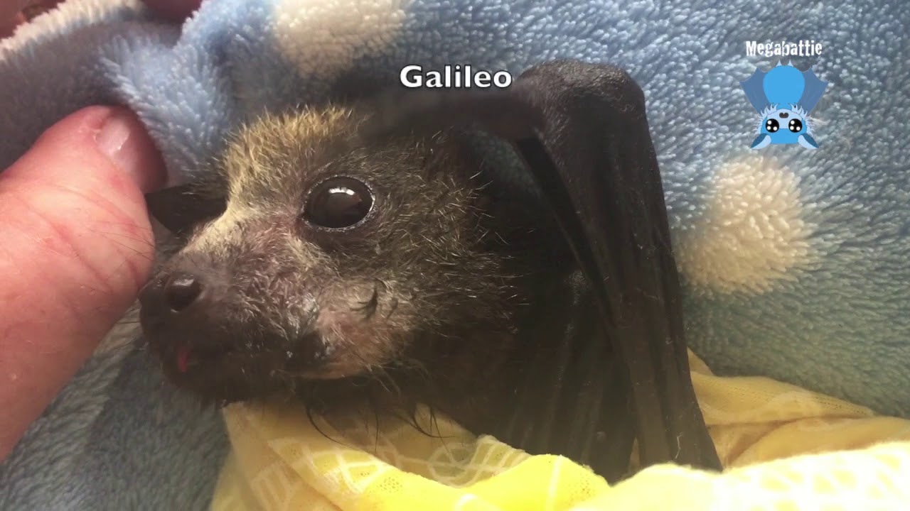 Bat carer daily life clips:  this is the babies' first taste of pear