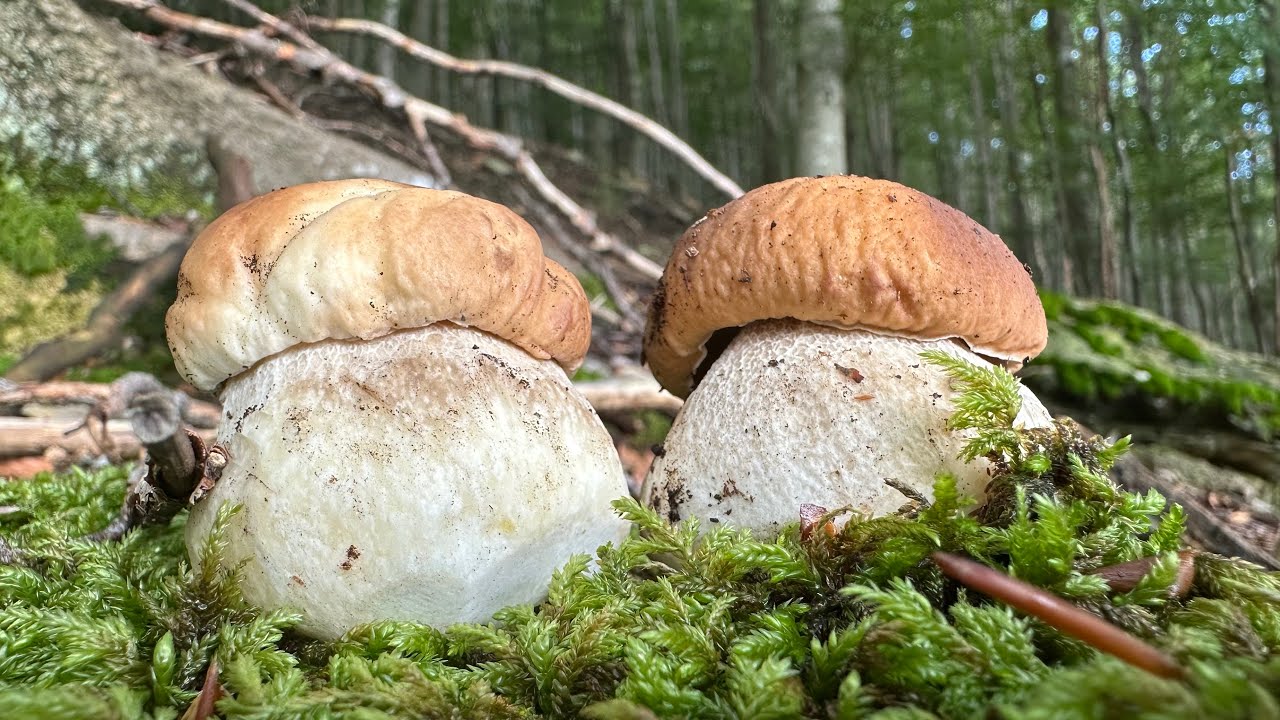 Rinascite… Funghi porcini 25 settembre 2024