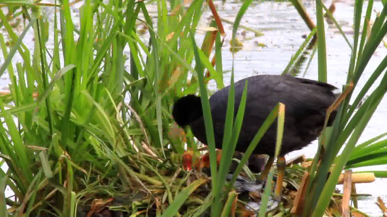 Łyska (Fulica atra) karmiąca młode