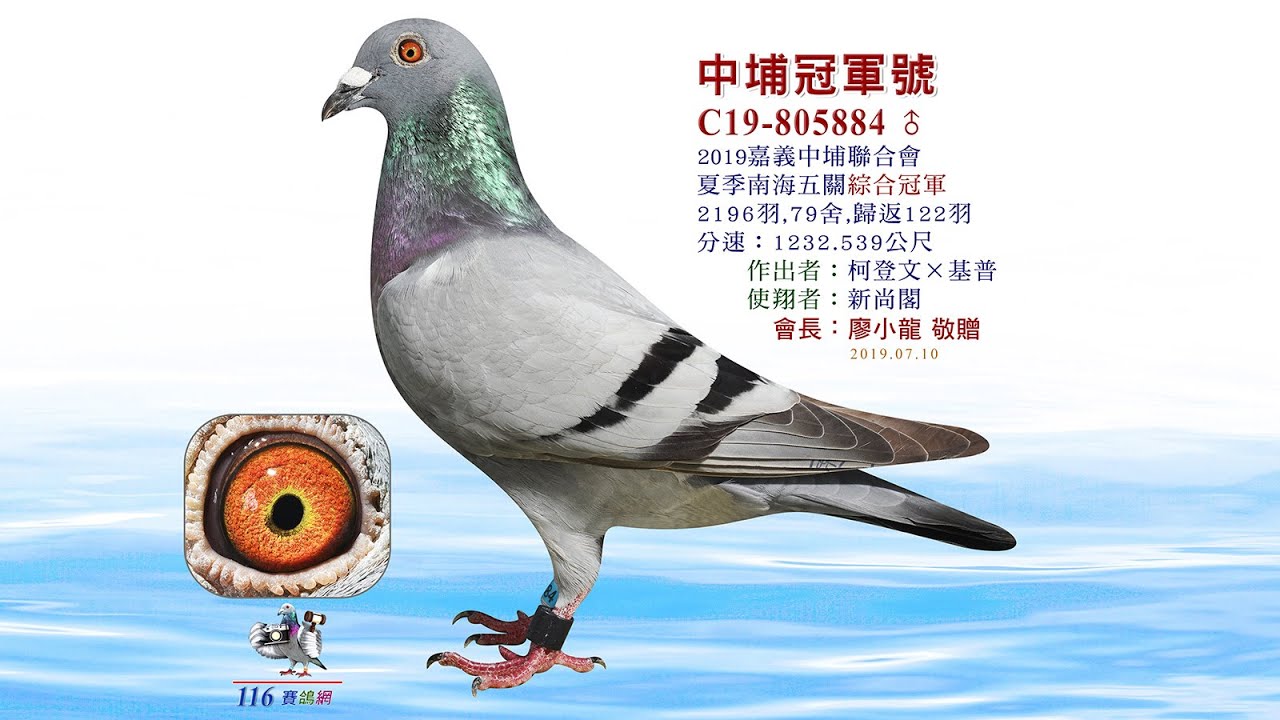 【入賞鴿特寫】2019 嘉義中埔-夏季南海-五關綜合冠軍