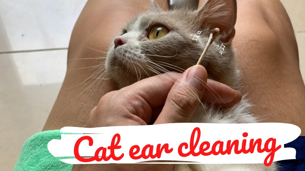 🥰 Ear wax removal in cats ,cat ear cleaning  | Sphynx Kittens