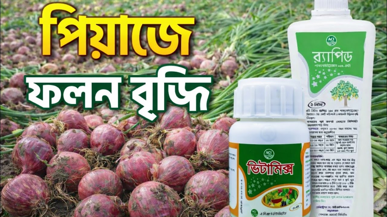 পেঁয়াজের শেষ যত্নে ফলন বৃদ্ধি 