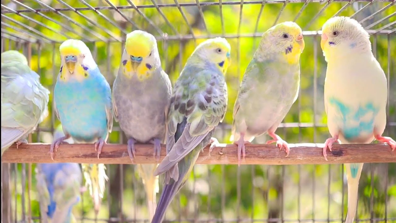 Happy Budgies 3 - Budgerigar Sounds to Play for Your Parakeets | Discover PARROTS