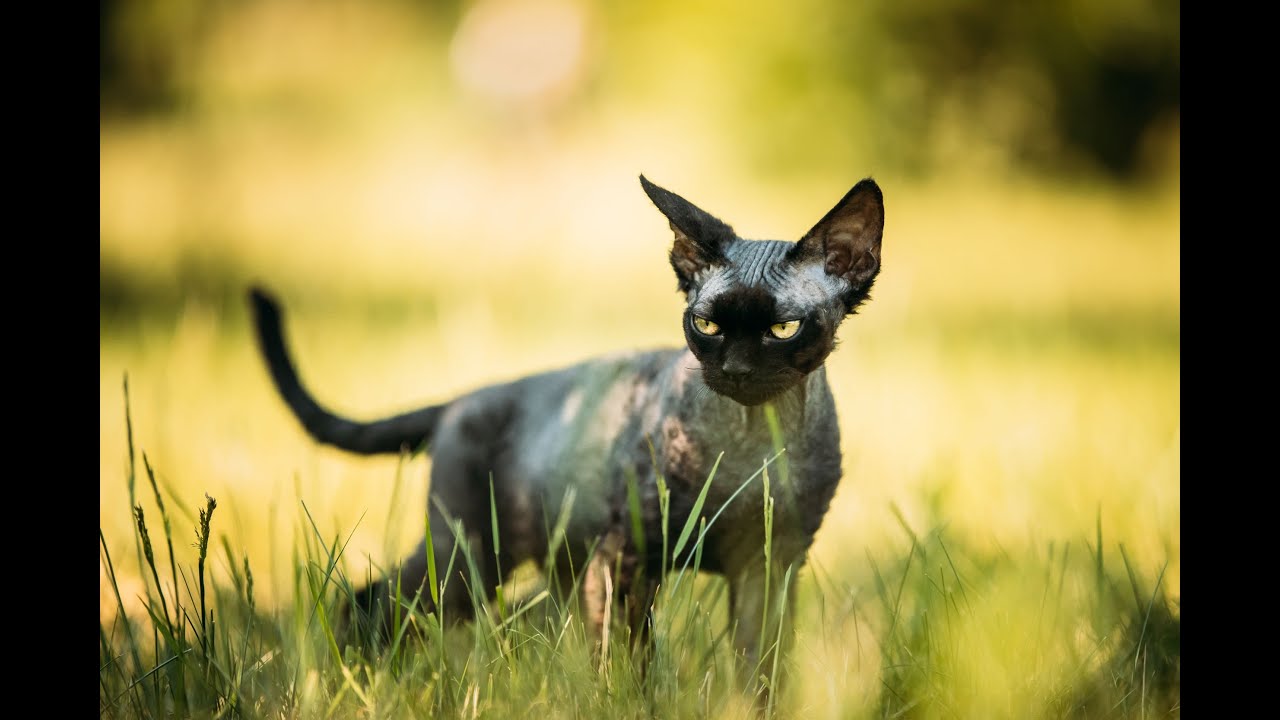 Devon rex &ndash; poznaj bliżej tę kocią rasę!