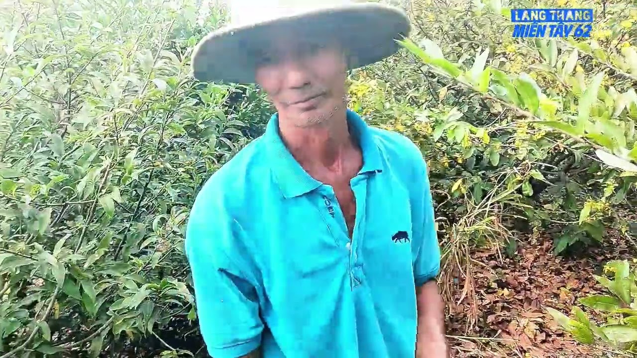 Cập nhật vườn mai Huỳnh Tú tại làng mai Bình Lợi Sài Gòn 