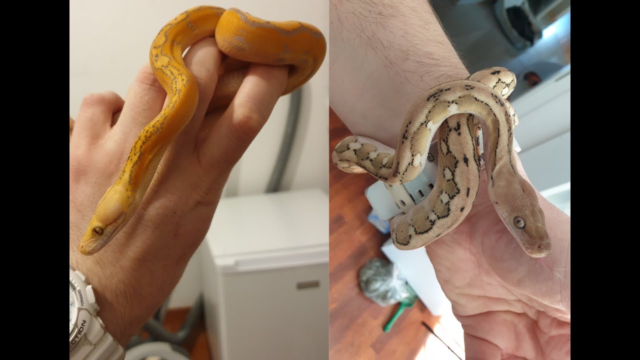 Nowe węże - młode pytony siatkowane  (Python reticulatus)