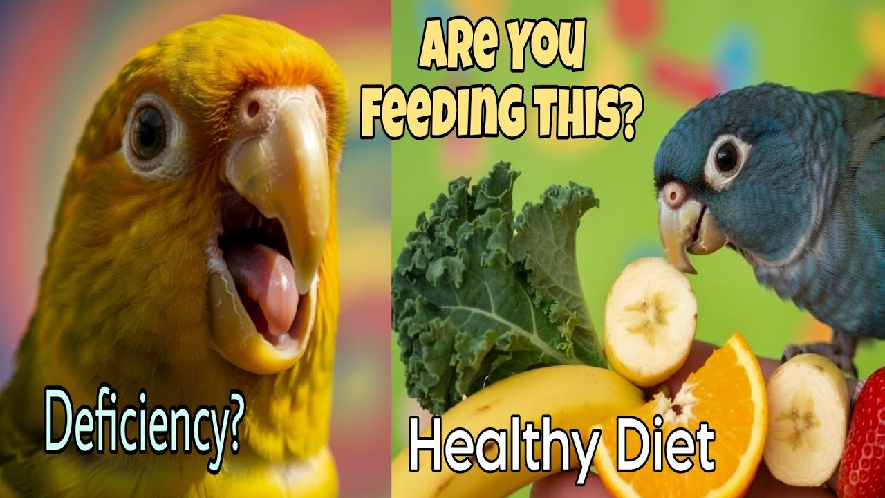 Are You Feeding Your Conure Wrong? (Best Diet Tips!)