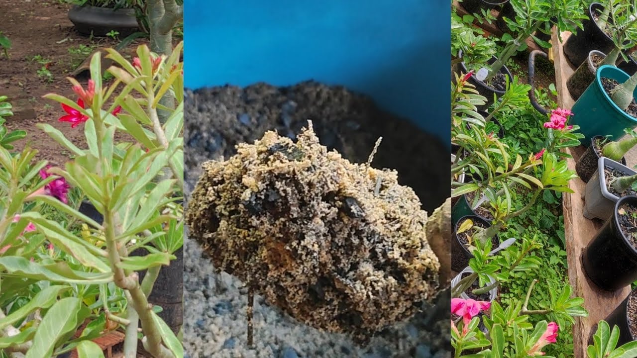 SUBSTRATO PARA ROSAS DO DESERTO | Substrato que uso nas minhas rosas