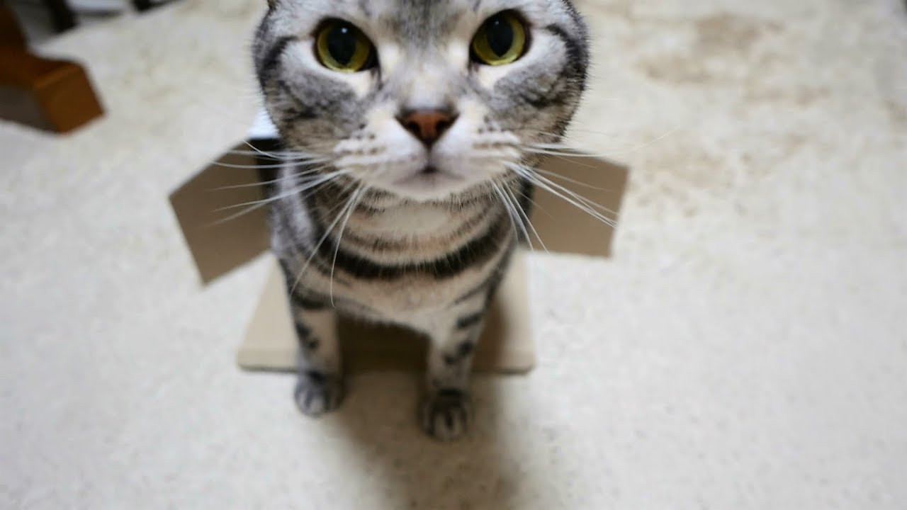 おやつ食べる？の言葉におびき出される猫