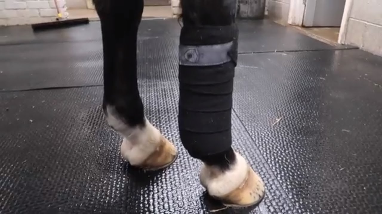 How to bandage a horse for exercise | OTD Grooming Gossip
