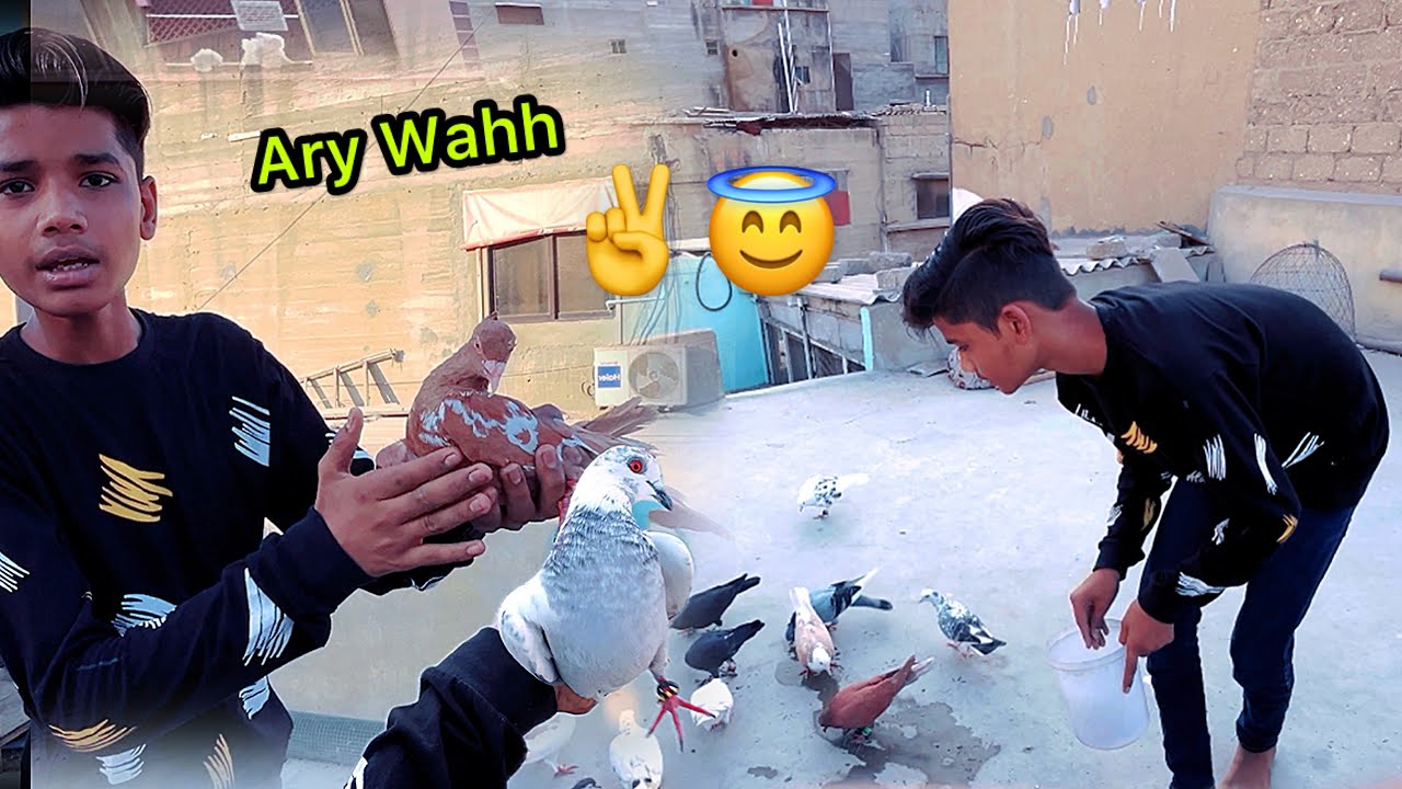 Ye Kese Pakda Kabutar 🤪😯