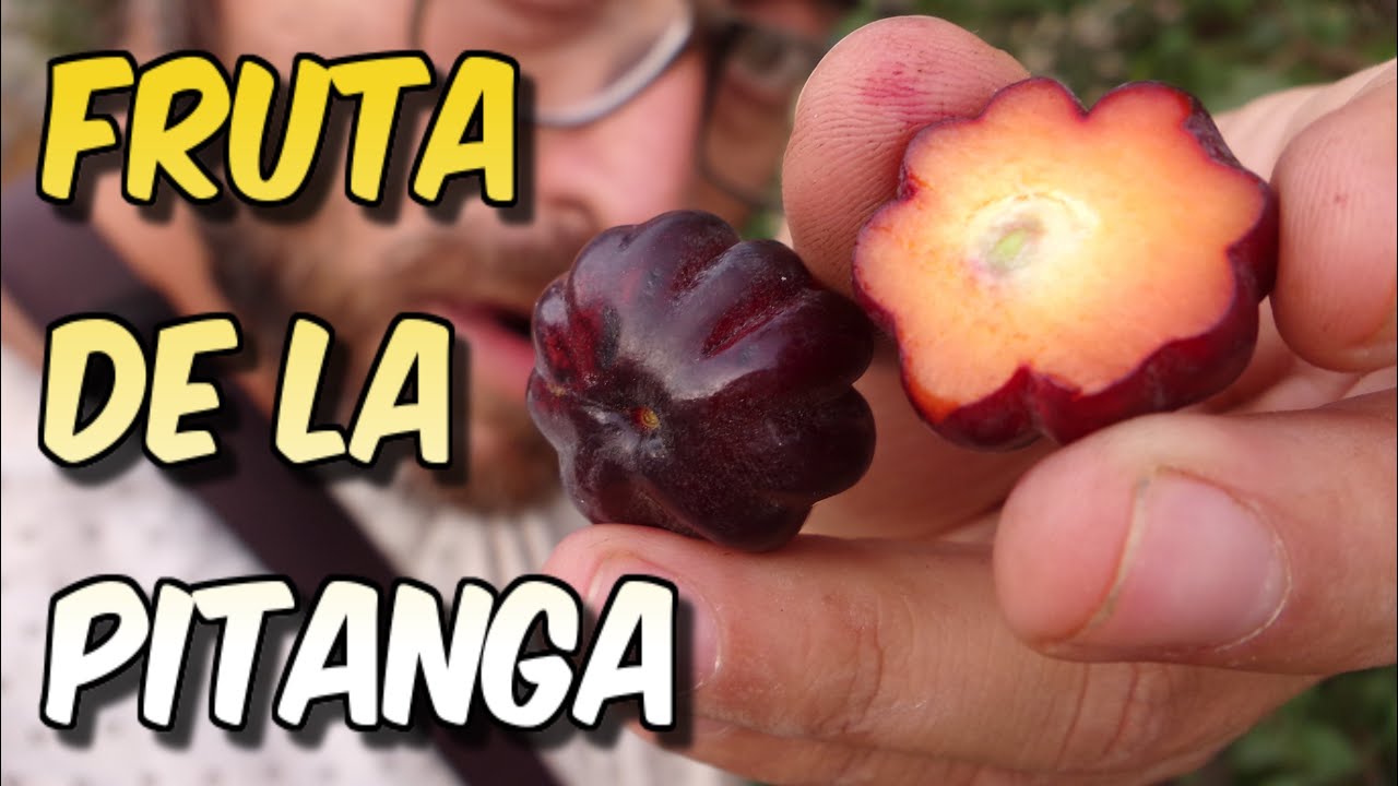La pitanga fruta de 𝙀𝙪𝙜𝙚𝙣𝙞𝙖 𝙪𝙣𝙞𝙛𝙡𝙤𝙧𝙖 variedad negra
