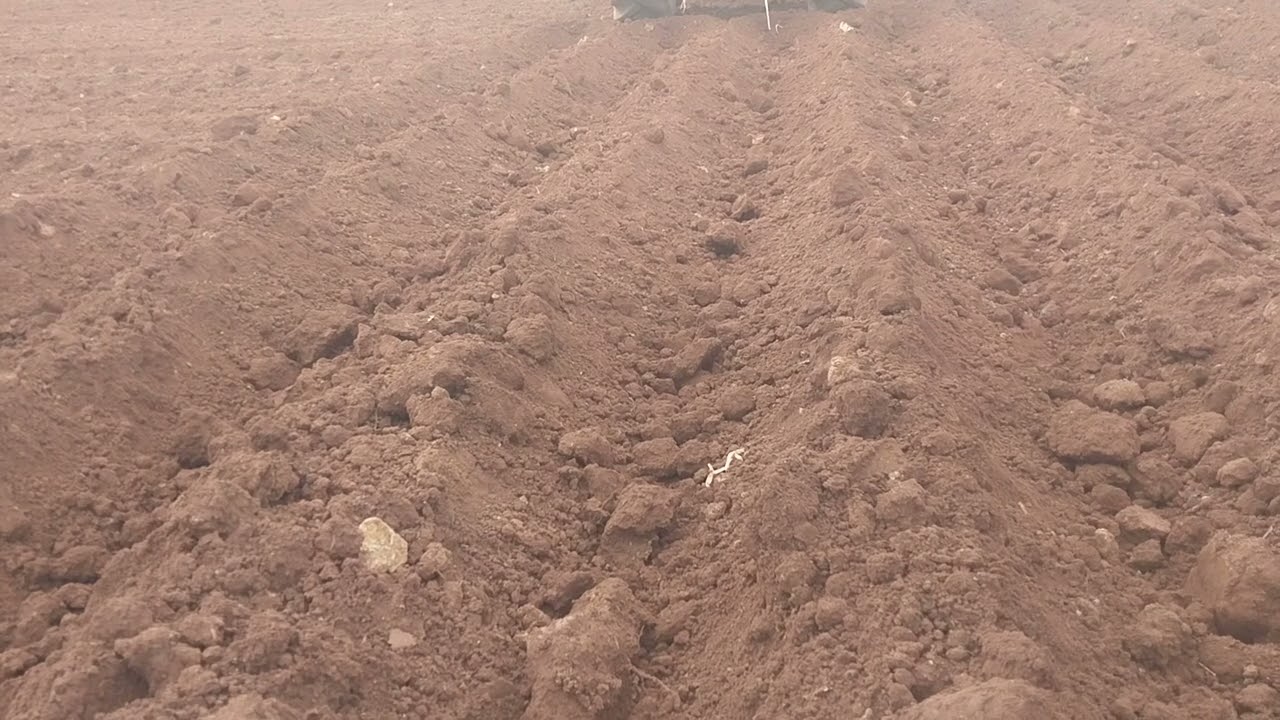 عملية طرصاج البطاطس الفرنسية مع المادة العضوية خدمة متقونة اوقتصادية من أجل الجودة الإنتاجية