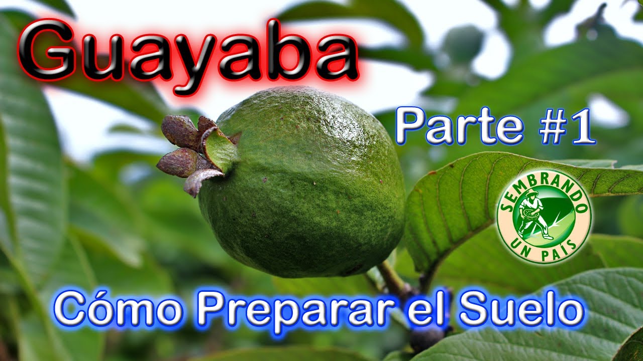 🔴Guayaba Parte#1: Preparación del Suelo🔨