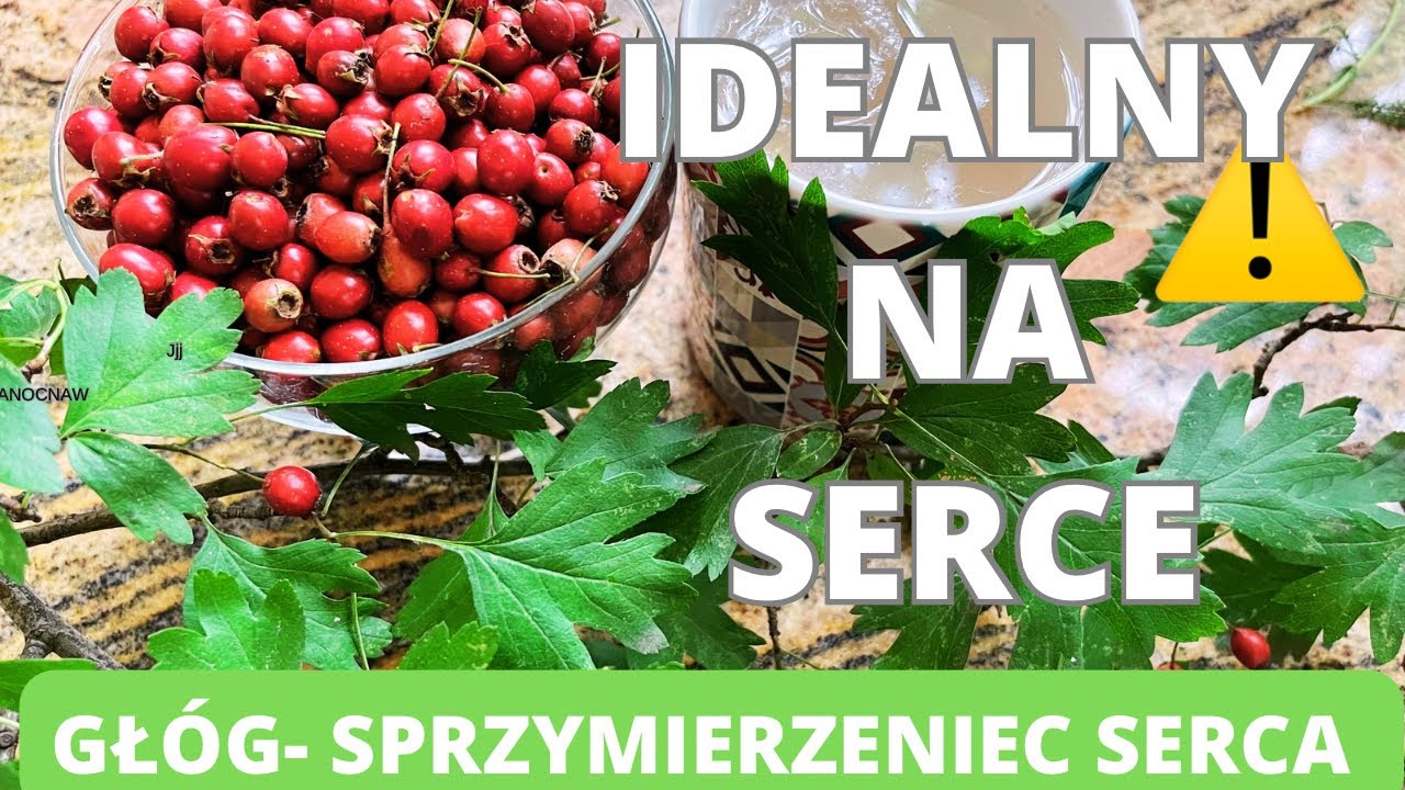 Gł&oacute;g- naturalny środek wspierający pracę serca i układu krążenia. #zioła #gł&oacute;g