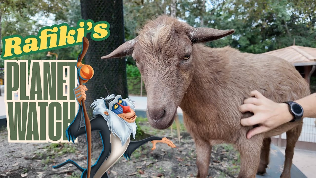 Exploring Rafiki&rsquo;s Planet Watch | Hidden Gem at Animal Kingdom?