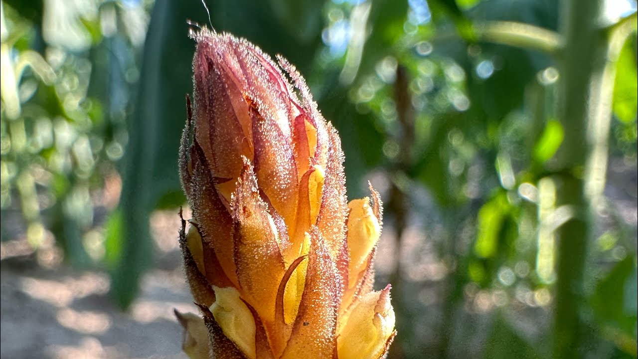 Orabanche spp. (Canavarotu) M&uuml;cadelesi sonucu