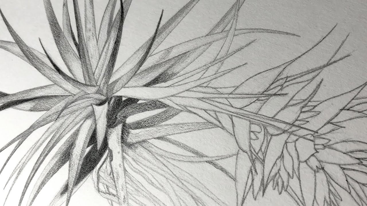 How a Drawing Changed My Life
