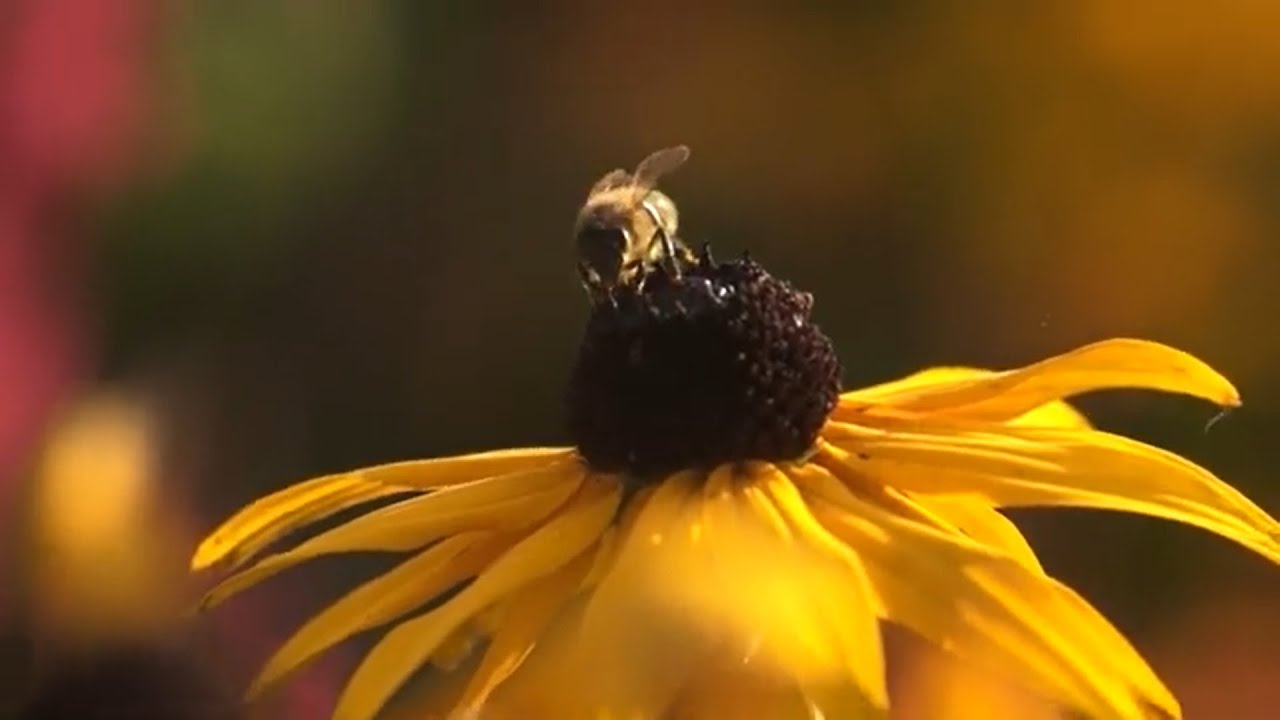 Apicultura 2025: Desafíos y Sostenibilidad en la Producción de Miel 🍯🐝 | Alimentos y Regiones