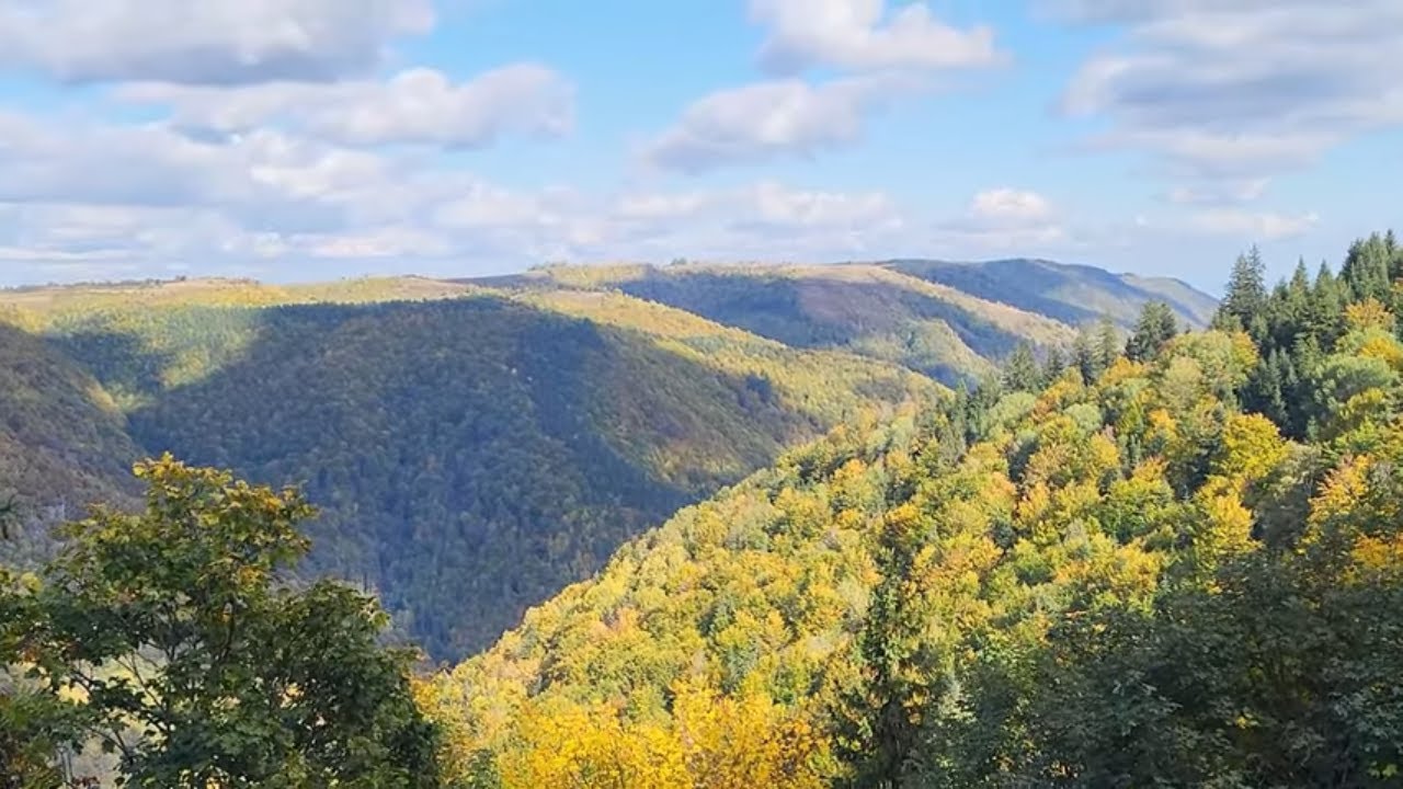 The wild forest in the Western Carpathians!
