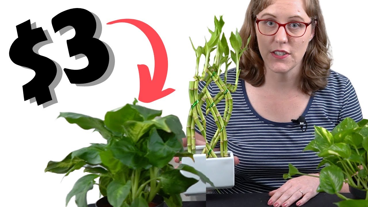 My 5 Favorite Places to Buy Cheap Indoor Plants