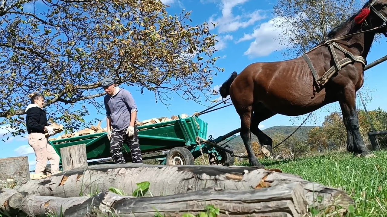 🪚Господарські справи в Карпатах 🍁🪓заготівля дров на холодну зиму ❄️коні в роботі💪🏻як зав'язати хвіст