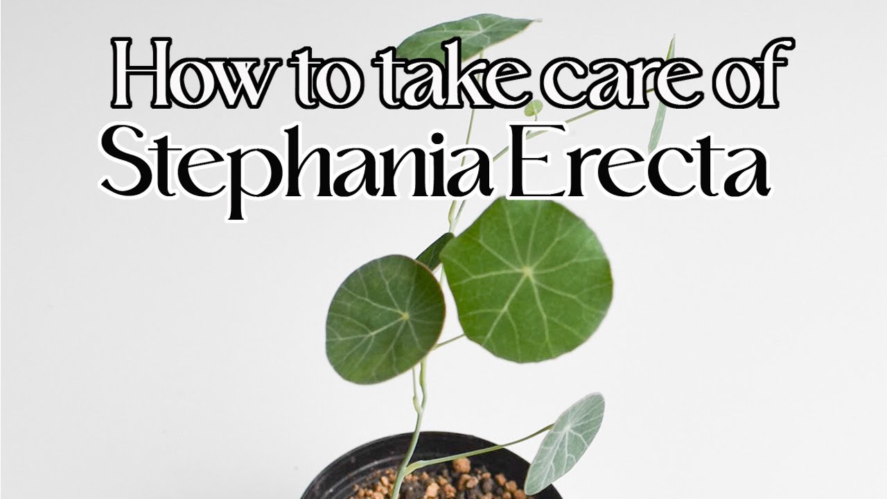 How to care for stephania erecta