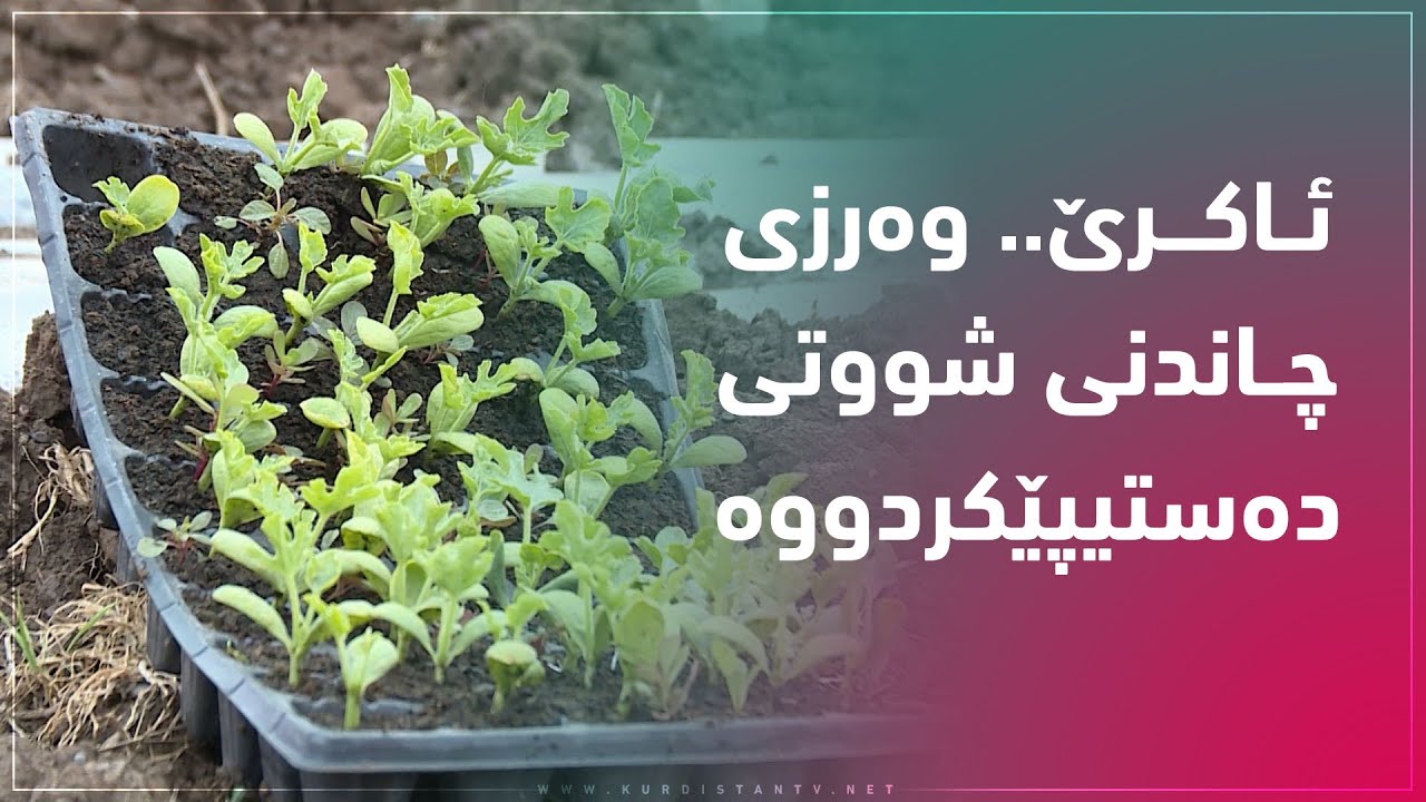 ئاكرێ   وه‌رزی چاندنی شووتی ده‌ستیپێكردووه‌