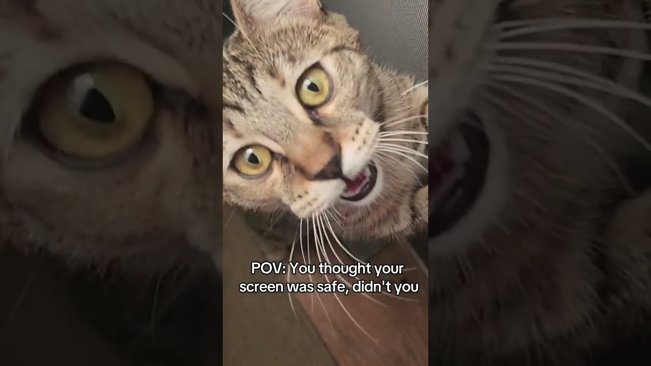 @theranch.crew: POV: You thought your screen was safe, didn't you 🐾😻 