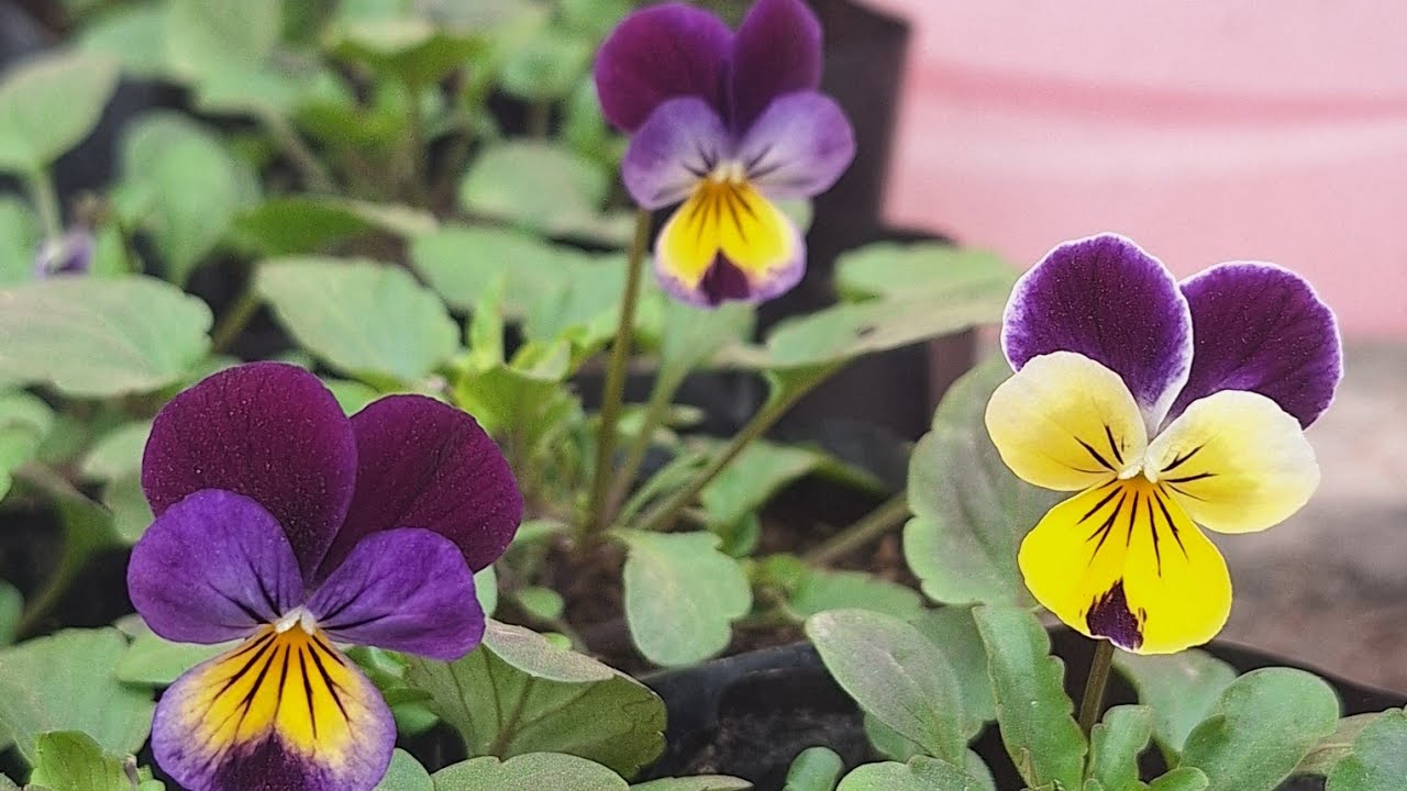 Plantoholic Lilly  is live