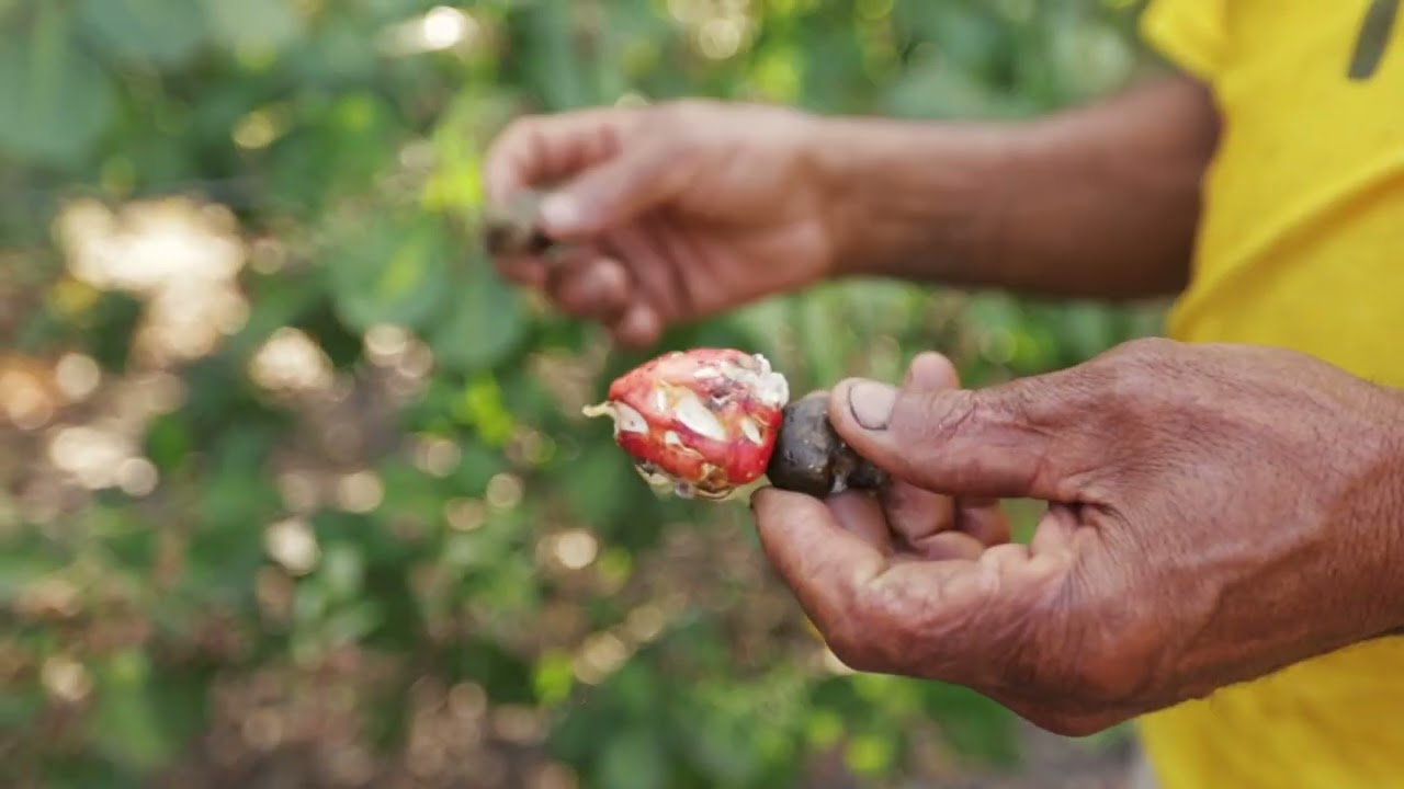 EU consumption consequences: Deforestation in the Cerrado savannah & more pesticides in agriculture