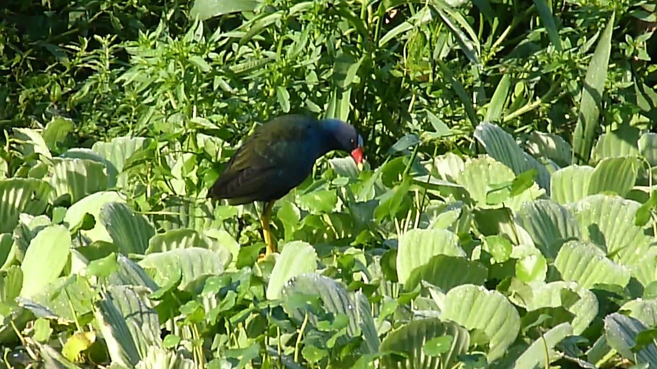 Porphyrio martinica (Purple Gallinule - Gallereta morada)
