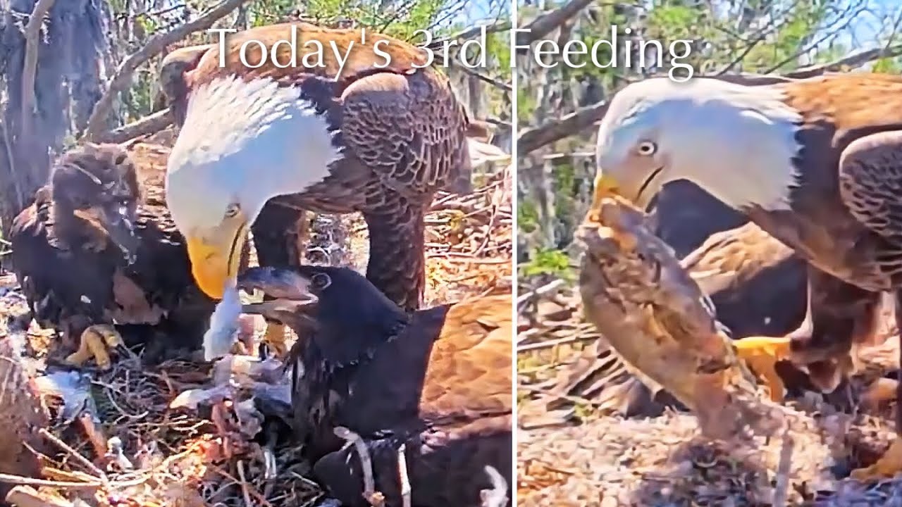#415🦅Brutus🐥61° & Peanut🐥56°／Winter Park Eagle Nest 2026／Against All Odds:One-Eyed Mom／Wink💗Atlas