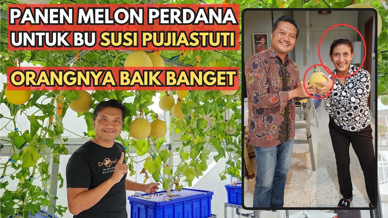 Melon Hidroponik Jepang Panen Perdana Untuk Bu Susi Pujiastuti