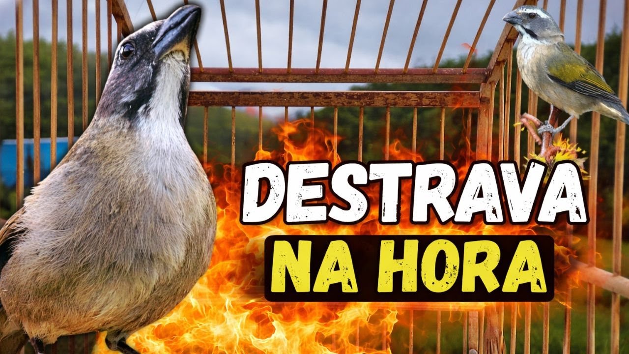 ESQUENTAR TRINCA FERRO FRIO FAZ CANTAR SEU TRINCA FERRO TRINCA FERRO NO MATO MELHOR ESQUENTAR TRINCA