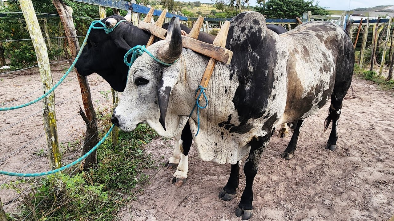 FEIRA DO GADO EM CRUZES-PE  20-10-2025 #nordeste