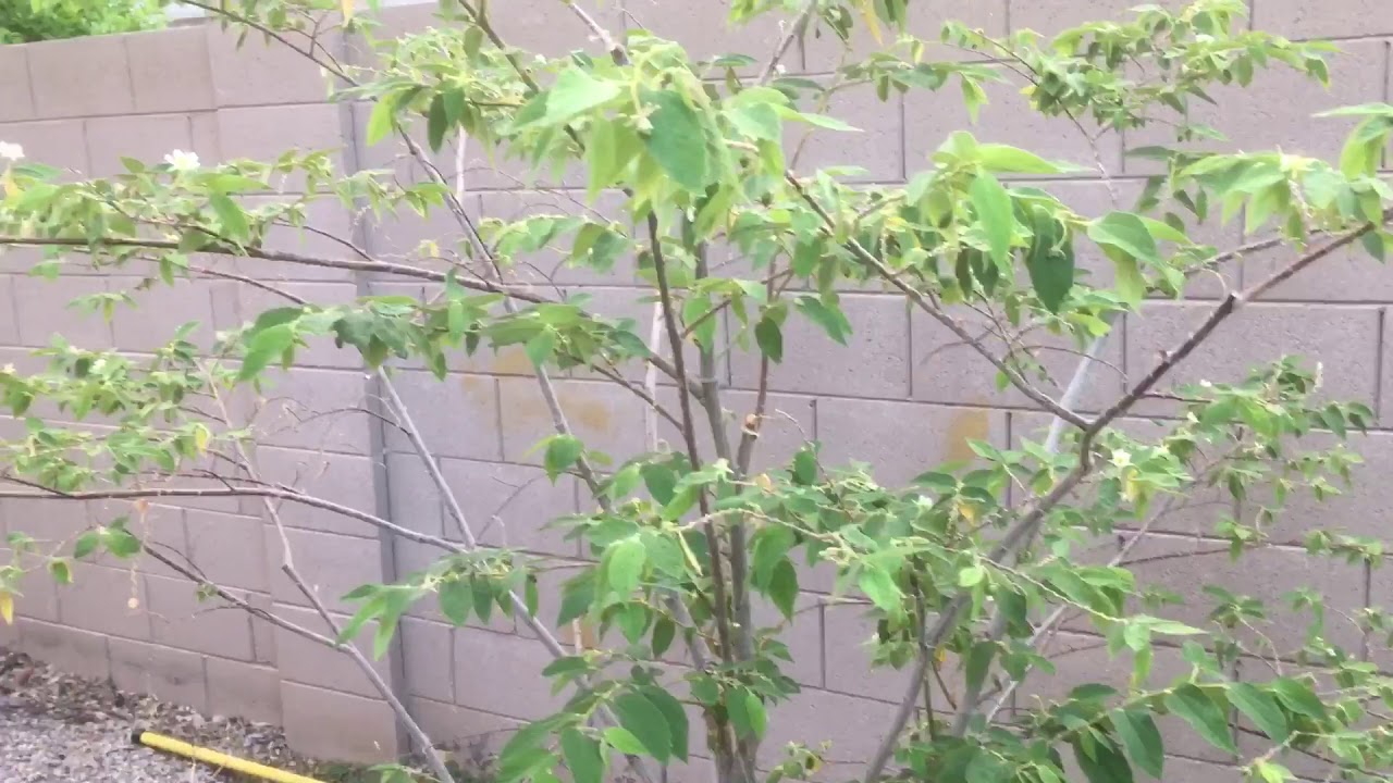 Jamaican Cherry (Muntingia Calabura) Tree Update 2019