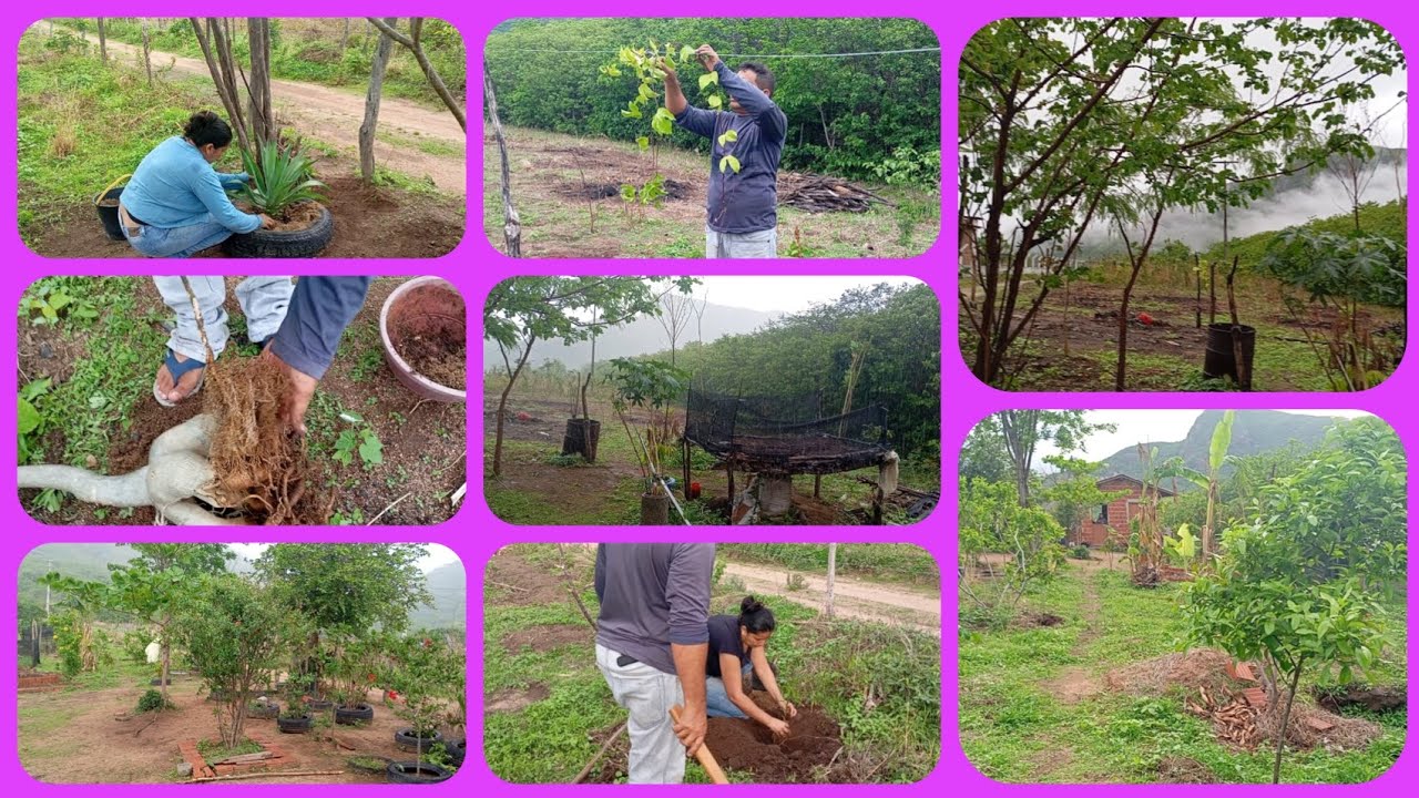 O período da chuva chegou/dia de plantação/ateira/macaxeira/laranjeiras/maracujá/cebolinha.