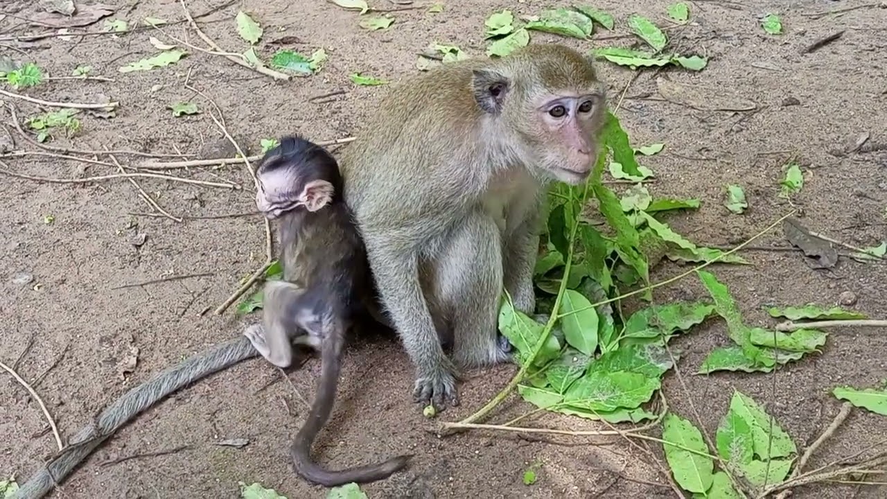 Best clip of Little monkey happy time eating food very yummy, They are so adorable family