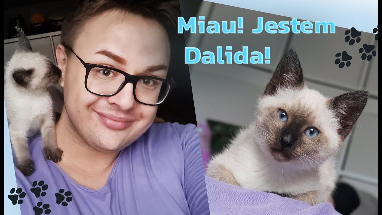 Ktoś u mnie zagościł 🐾😸 poznajcie Dalidę - kotkę syjamską