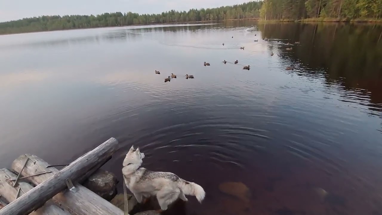 Вечер на лесной ламбушке Н Фадеев