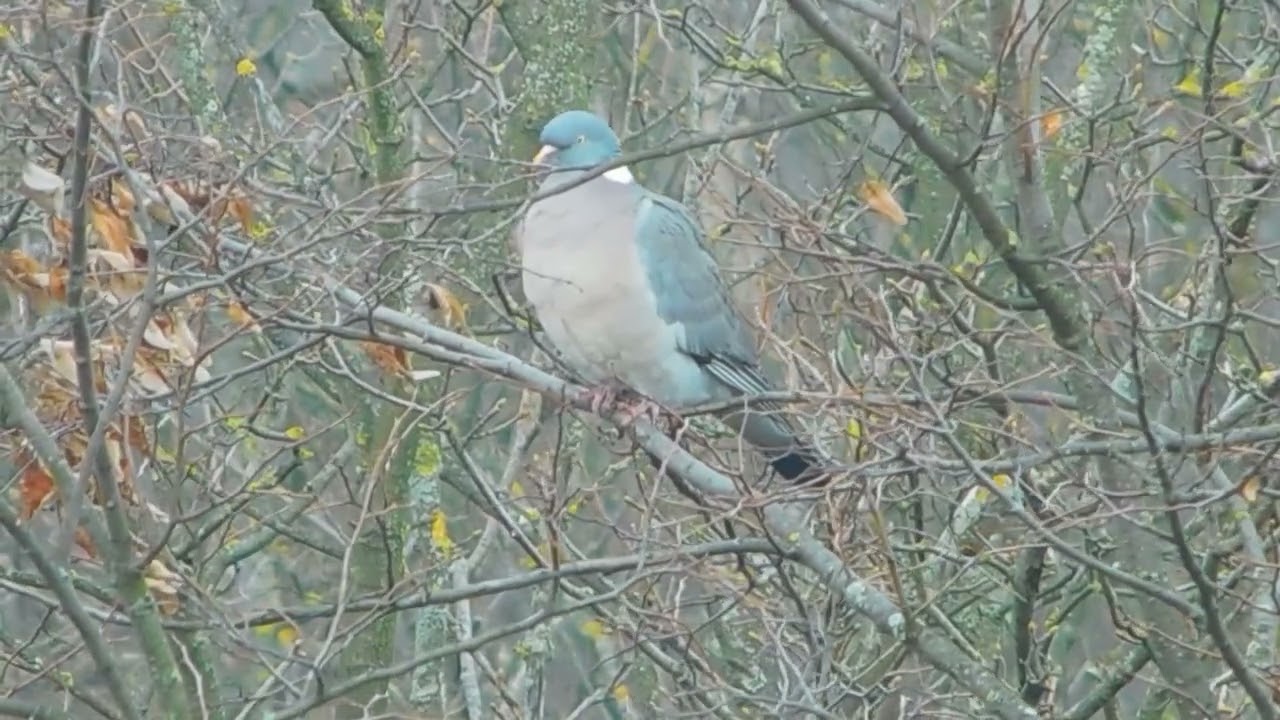 Pigeon 🐦