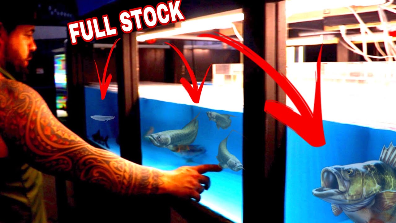 *ALL FISH IN STOCK* FULL SHOP TOUR. NEW SHIPMENTS COMING IN THIS WEEK!!!!