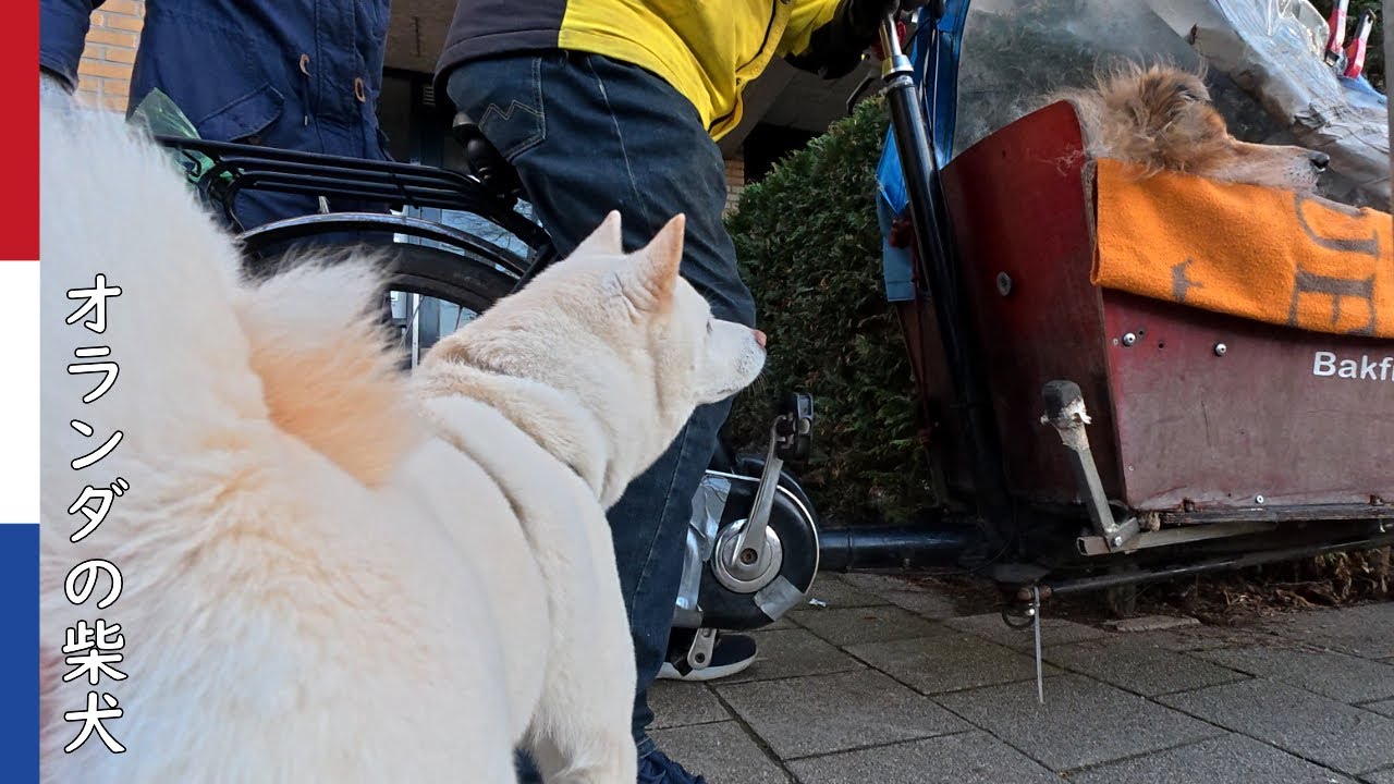 柴犬柿丸  いつまでも 一緒にお散歩｜オランダ散歩・環境音