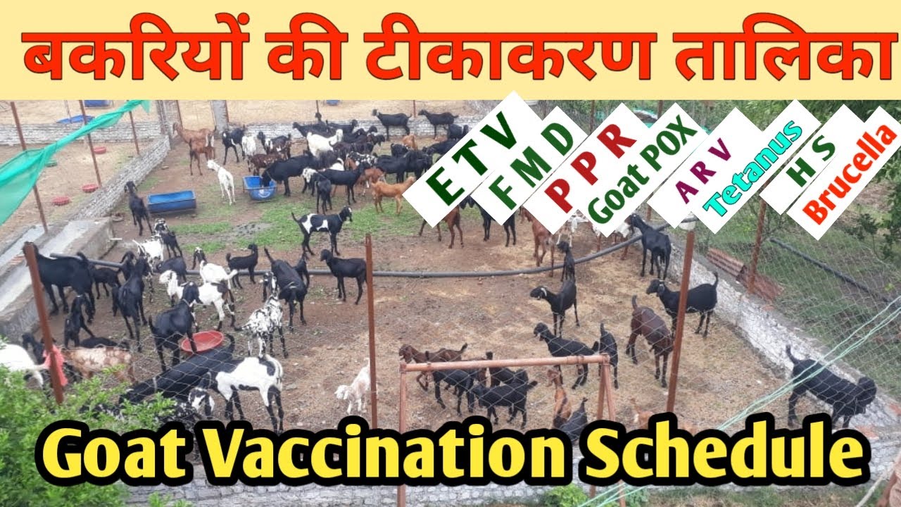 goat vaccination schedule chart बकरी का टीकाकरण तालिका vaccination for goats bakriyon ka tikakaran